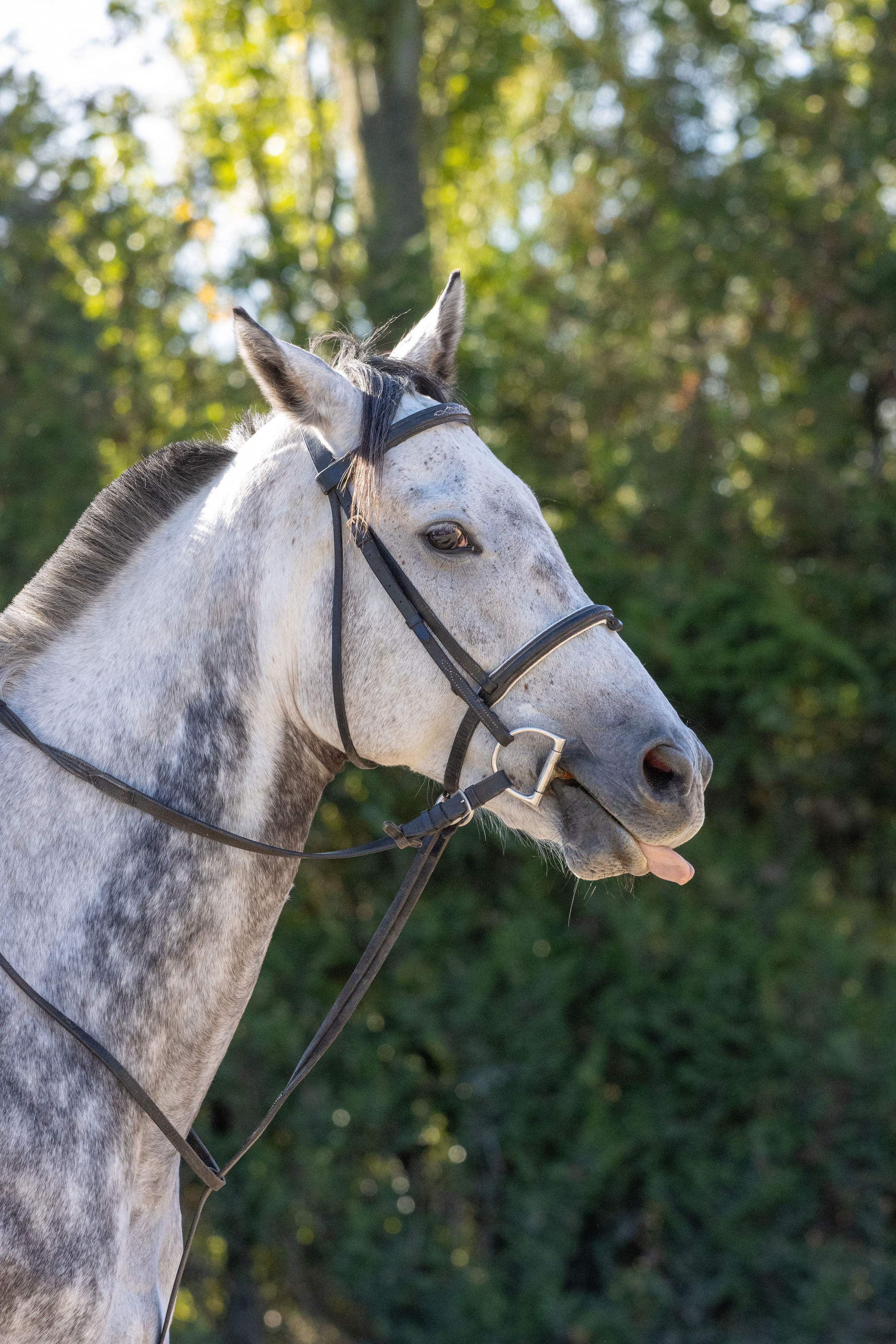 Concours CSO Interne 120cm